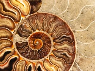 Nederlandse Oxford-natuurkundige stuit op verbazingwekkende orde in de natuur: 'Het is net als kunst'