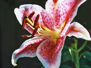 GroenLinks-PvdA wil verbod op leliebollenteelt: '114 kilo pesticiden nodig per hectare per jaar'