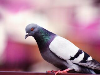 2,2 miljoen voor een stel duiven. Hoe dan?