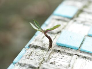 Lenteweer zorgt voor popelende groene vingers