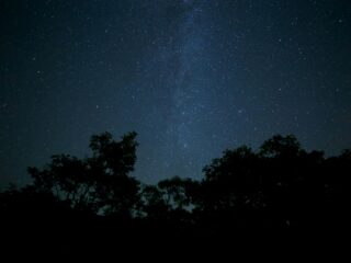 Het Vliegenbos in Amsterdam doet het licht uit: 'Natuur raakt ontregeld door kunstlicht'