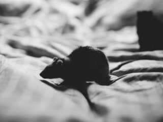 Ratten bestrijden? Je moet ze omarmen, vindt deze wethouder