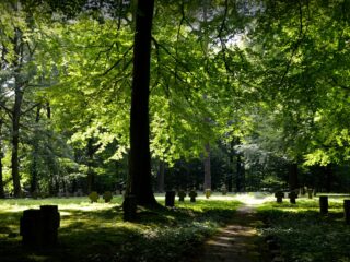 Je eigen ouder ombrengen: 'Je zet met zo’n delict de bijl aan eigen wortels'