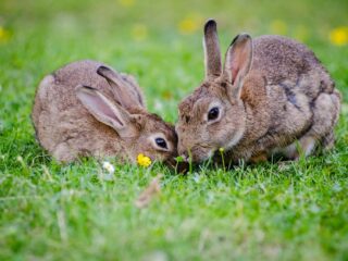 Zorgen over krimpende konijnenpopulatie: 'Het zijn de smaakmakers van de duinen'
