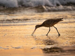 Drie vooroordelen over de Nederlandse natuur (en waarom ze niet kloppen)
