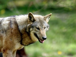 'We moeten de wolf verjagen'