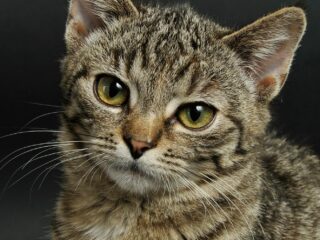 Wat willen dieren ons vertellen?