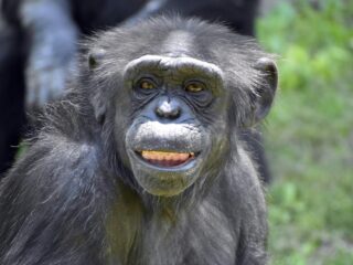 'Overleden chimpansee Wouter was een sociale aap'