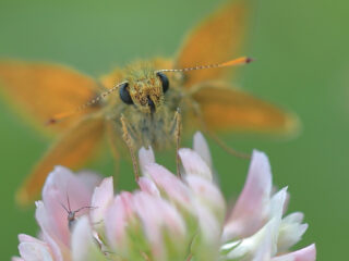 Groot dikkopje is weer te zien!