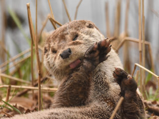 Otter als 'spirit animal': wat betekent dat?