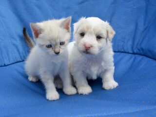 'Hondenbezitters stemmen vaker rechts, kattenbezitters links'