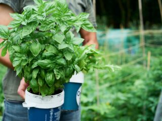 Door verse basilicum ben je nooit meer eenzaam op de camping