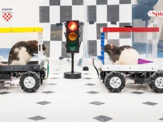 Jij kijkt uit naar pakjesavond, deze ratjes naar hun rijles