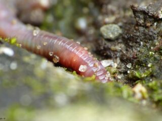 Bodemdieren zoeken: de herfst is hier de perfecte tijd voor!