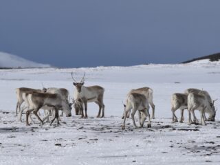 Zo ontstonden de eerste bossen in Nederland