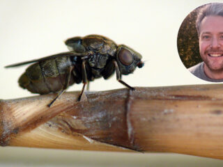 De grote rietsigaargalvlieg is Insect van het Jaar 2026