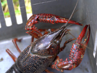 Amerikaanse rivierkreeft bestrijden? Groene oevers zijn misschien wel de oplossing