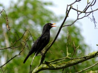 Dit is de winnaar van het NK Vogelfluiten 2025