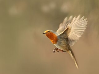 Word betoverd door de natuur en laat de determineerdrang achterwege!