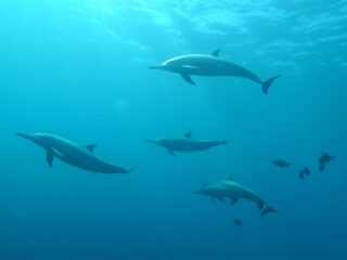 Frankrijk stelt een visverbod in voor een maand om de dolfijn te beschermen