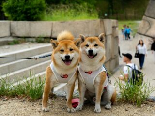 Meme-oorlog tegen Rusland: hoe NAFO met humor propaganda bestrijdt