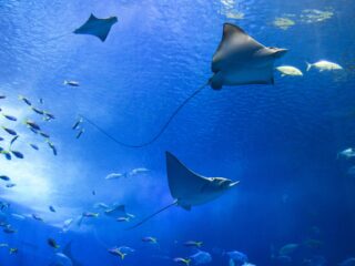 Waarom leeft Nederland het VN-Oceaanverdrag (nog) niet na?