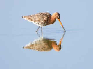 Jocelyn de Kwant: Je suis une grutto