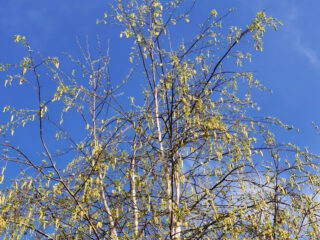 Hoe maak je een hooikoortsvriendelijke stad?