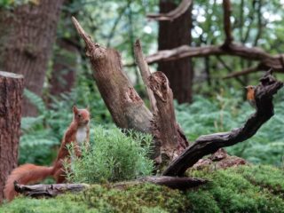 Last van stress? Ga de natuur in!