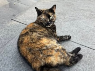 Vermiste stationskat Lili uit Zutphen is terug: 'Laat je kat chippen!'