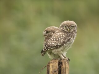 Uilensoap in de Achterhoek: twee vrouwelijke steenuilen eten hun jong op