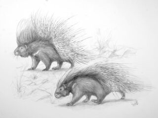 Een primeur: vondst stekelvarken in Noordzee