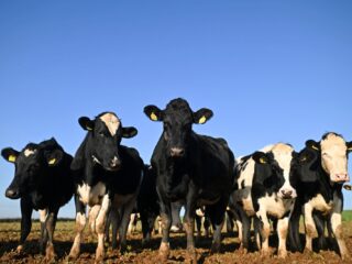 Zijn er nog vragen... over de stikstofimpasse?