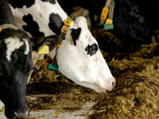 Topeconoom maakt gehakt van stikstoffonds: 'Volslagen absurd'