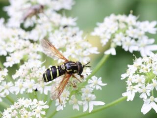 'Het is een ramp die zich stil voltrekt'