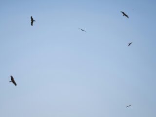 Vogels maken de winter mooier