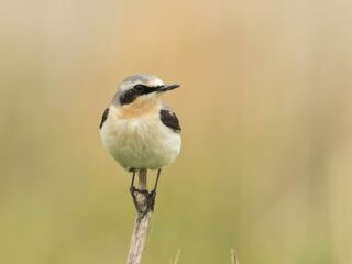 Bijzondere beelden van tapuit in 'Beleef de Lente'