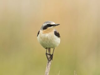 Van merel tot tapuit: een succesvol seizoen Beleef de Lente