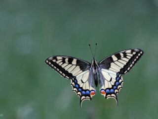 Vlinders kijken: doe mee aan de jaarlijkste tuinvlindertelling!