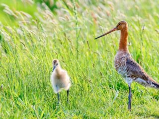 Gruttoboerderijen redding voor onze nationale vogel?