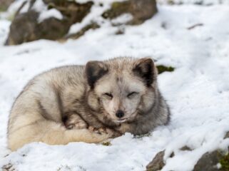 Zo klonk Nederland: van mammoetsteppe naar poolwoestijn