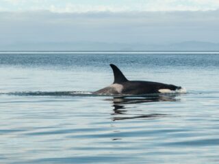 'We onderschatten de intelligentie van dieren'