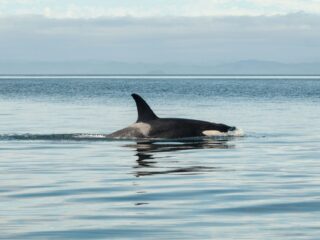 Orka's uit gevangenschap, maar waar moeten ze nu heen?