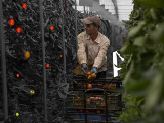 Lidl en Jumbo verkopen tomaten van Spaanse uitbuitplantages