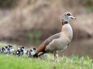 Nijlgans zou beter een 'bermeend' kunnen heten en wel hierom