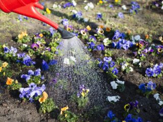 Groeien planten écht beter als je lief tegen ze praat?