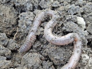 Wormen onthullen: intelligentie kan prima zonder brein