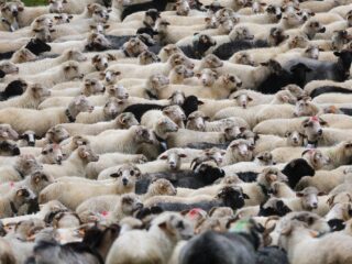 Waar komt het strooiwoord 'überhaupt' vandaan?