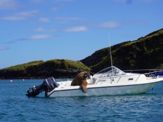 Irwan Droog reist beroemde Wally de walrus achterna