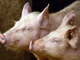 Beter Leven keurmerk? Nog steeds niet altijd